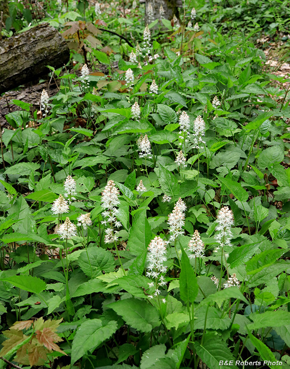 Tiarella_austrina