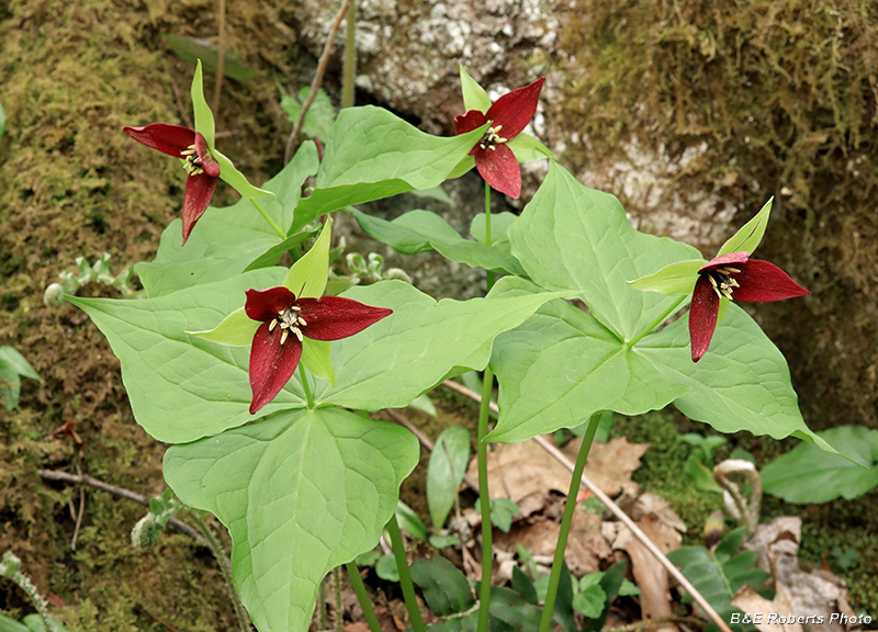 Trillium_erectums