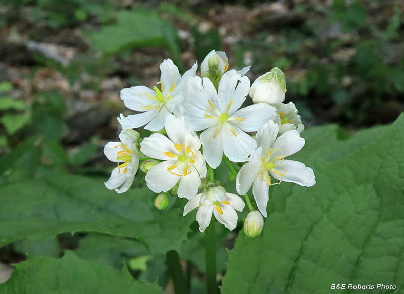 Diphylleia