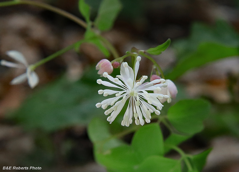 Thalictrum_clavatum