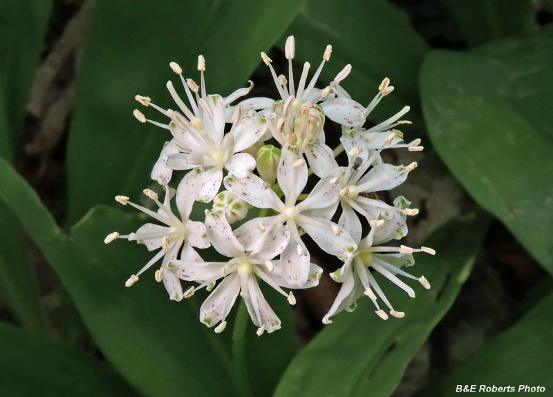 Clintonia