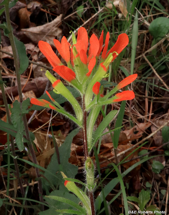 Castilleja