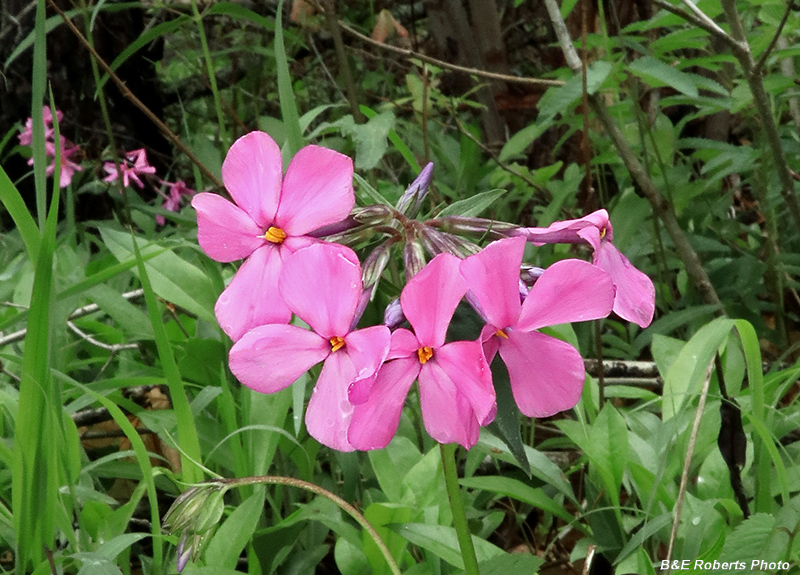Phlox