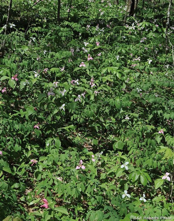 Massed_Trilliums