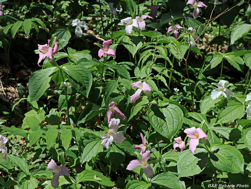 Massed_Trilliums