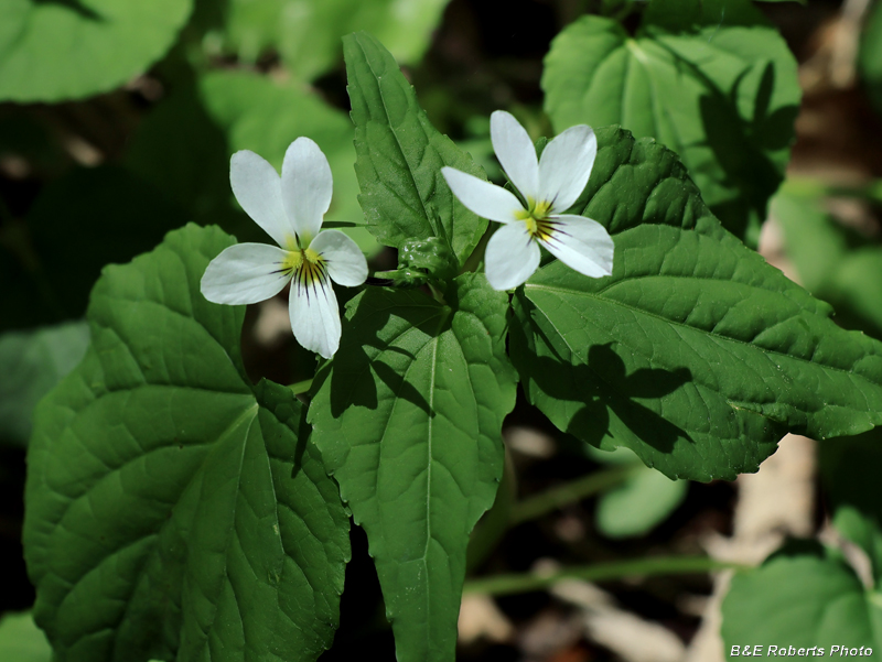 Canada_Violets