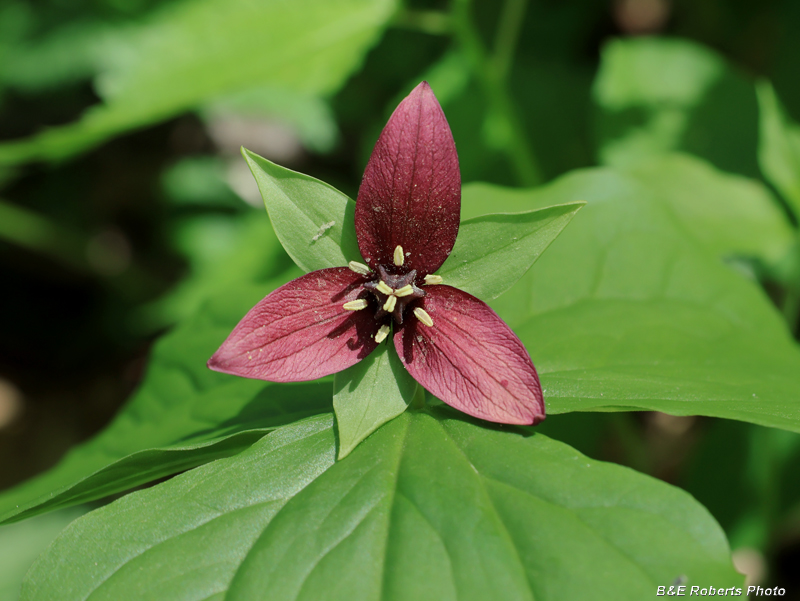 Trillium_erectum