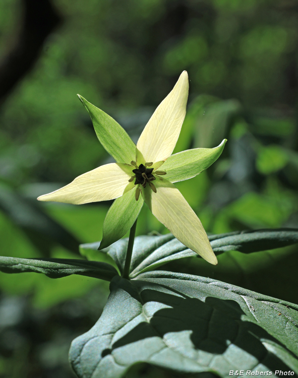 Trillium_erectum