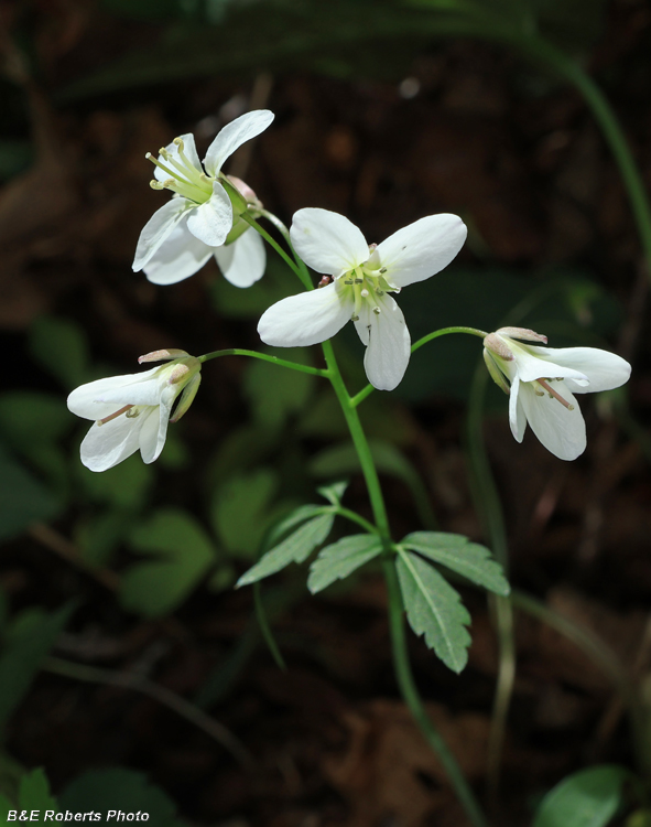 Slender_Toothwort