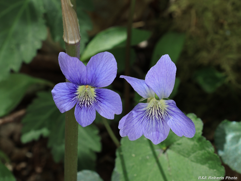 Blue_violets