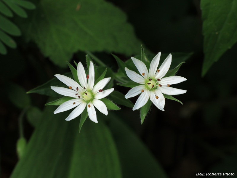 Chickweed
