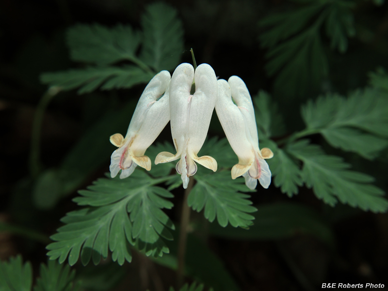 Squirrel_Corn
