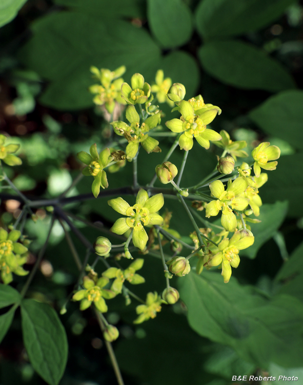 Blue_Cohosh