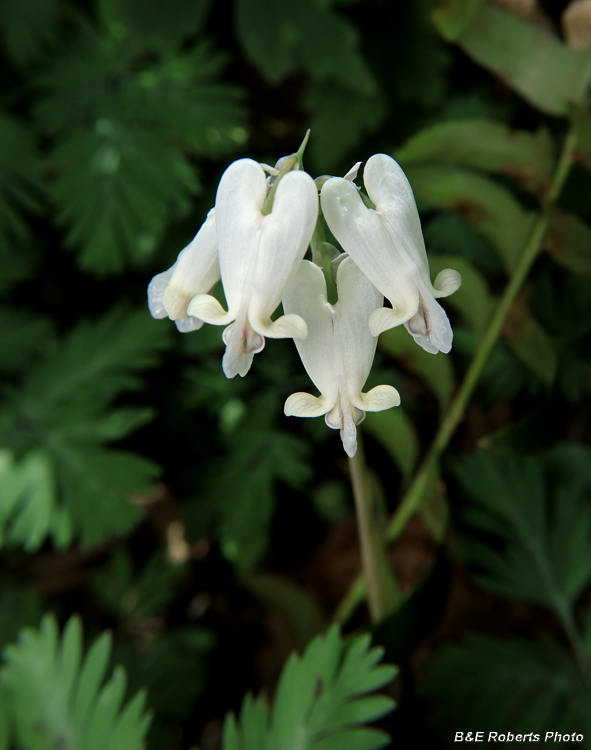 Squirrel_Corn