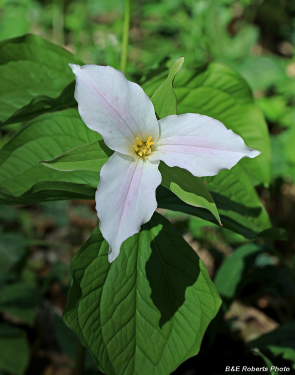 Trillium_grandiflorum