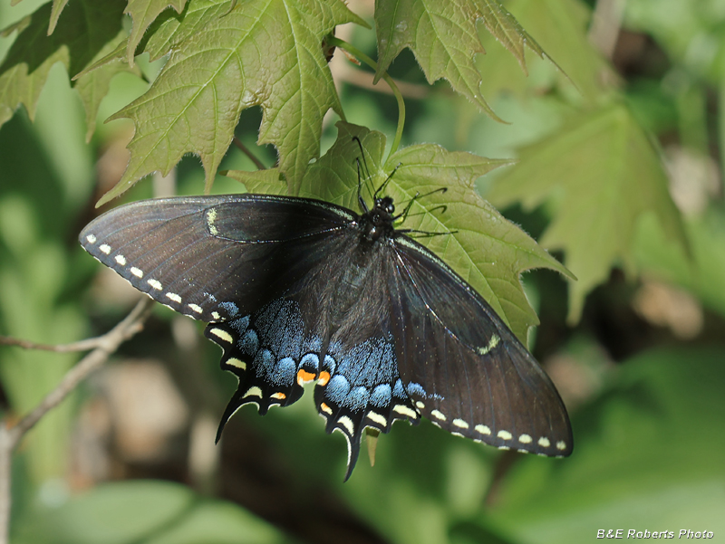 E_Tiger_Swallowtail