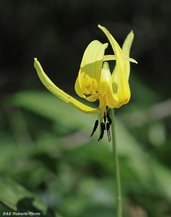 Trout_Lily