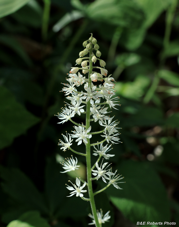 Foamflower