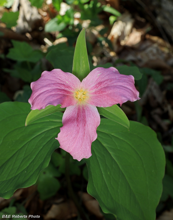 Trillium_grandiflorum