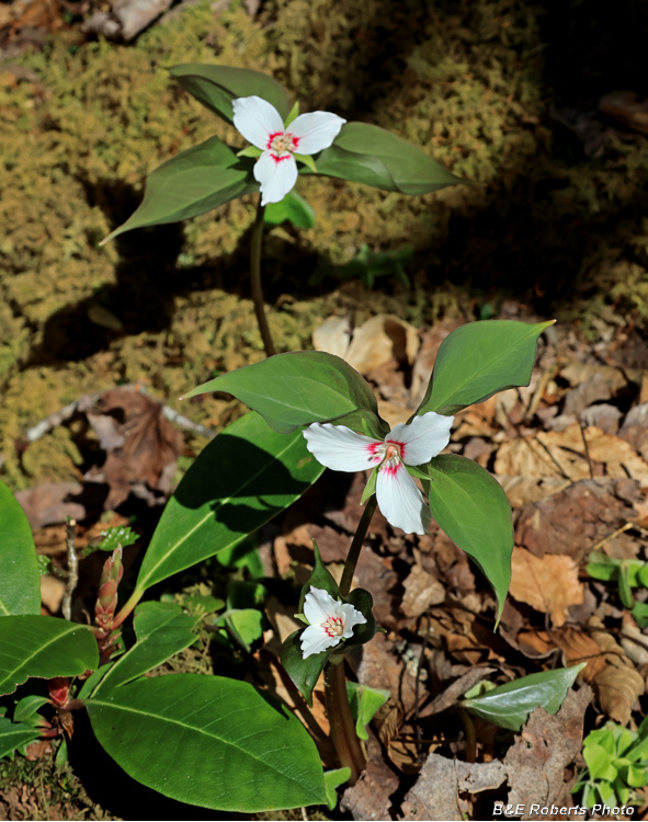 Painted_Trilliums