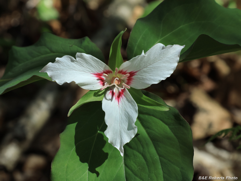 Painted_Trillium