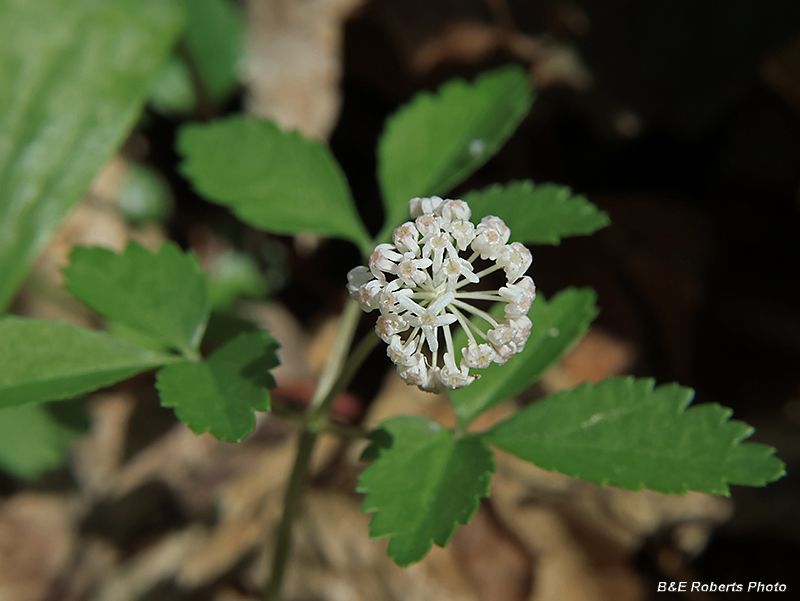 Dwarf_Ginseng