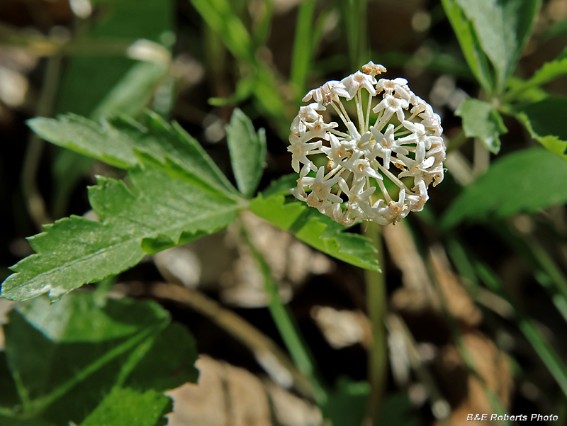 Dwarf_Ginseng