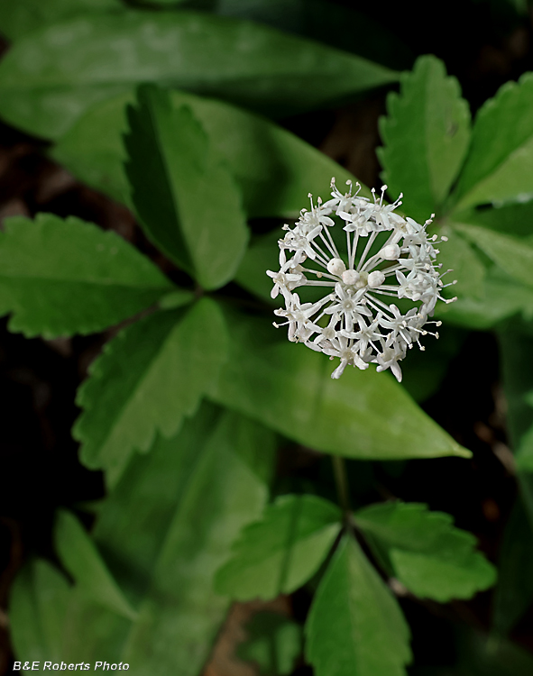 Dwarf_Ginseng