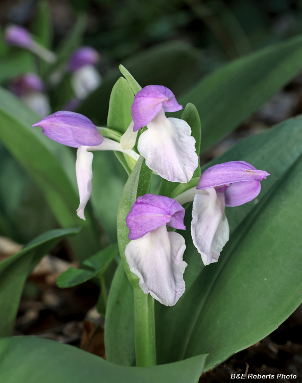 Showy_Orchis