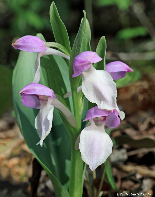 Showy_Orchis