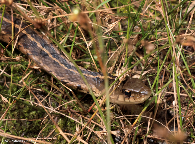 Garter_Snake