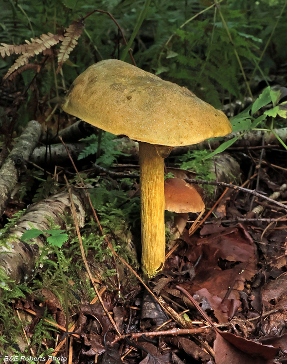 Bolete