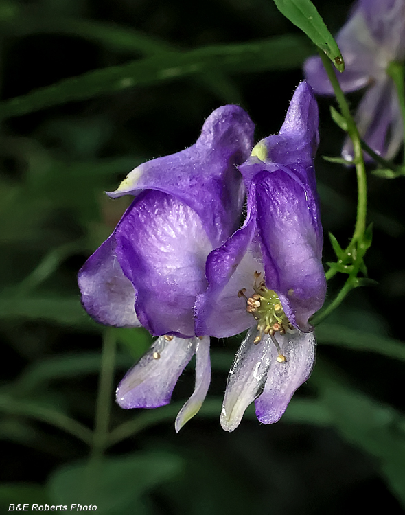 Monkshood