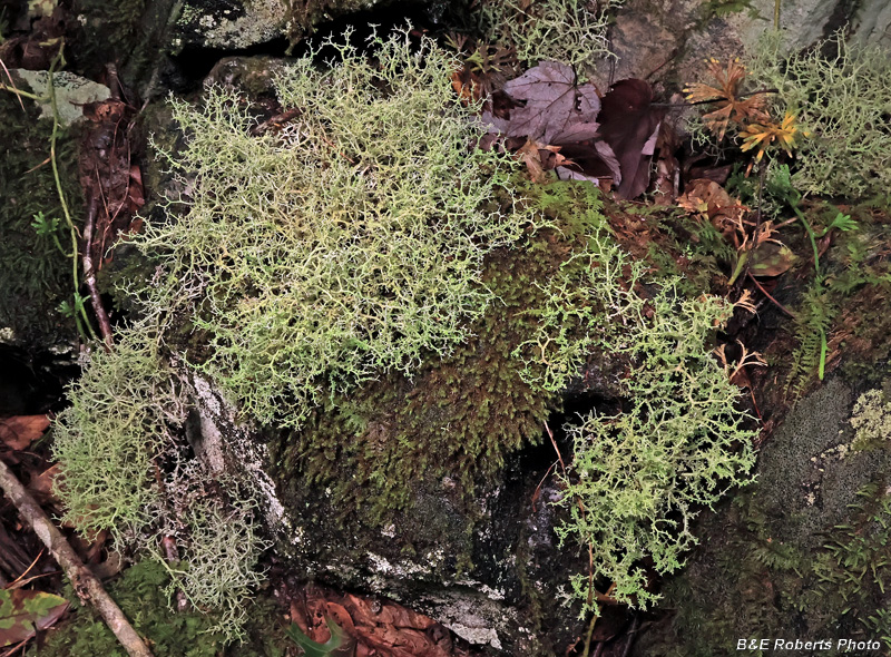 Cladonia-Reindeer_Lichen