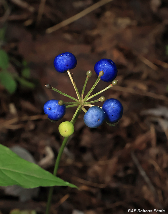 Clintonia_berries