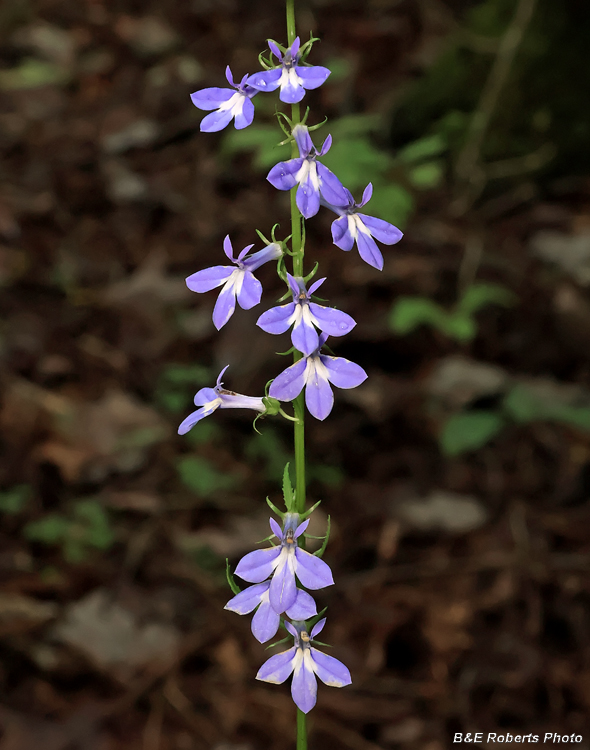 Lobelia