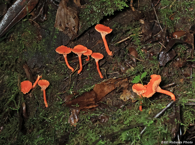 Hygrocybe_cantharellus