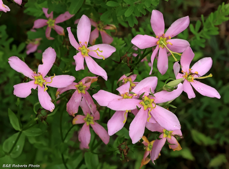 Sabatia