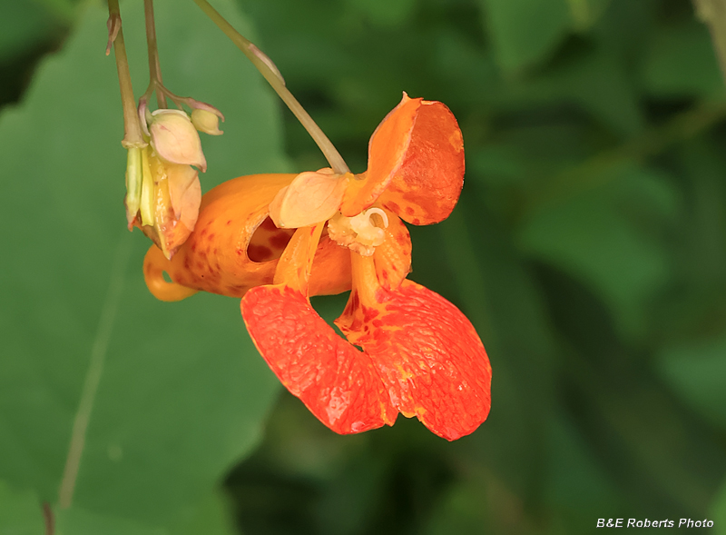 Jewelweed