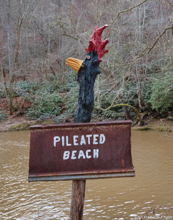 Pileated_Beach