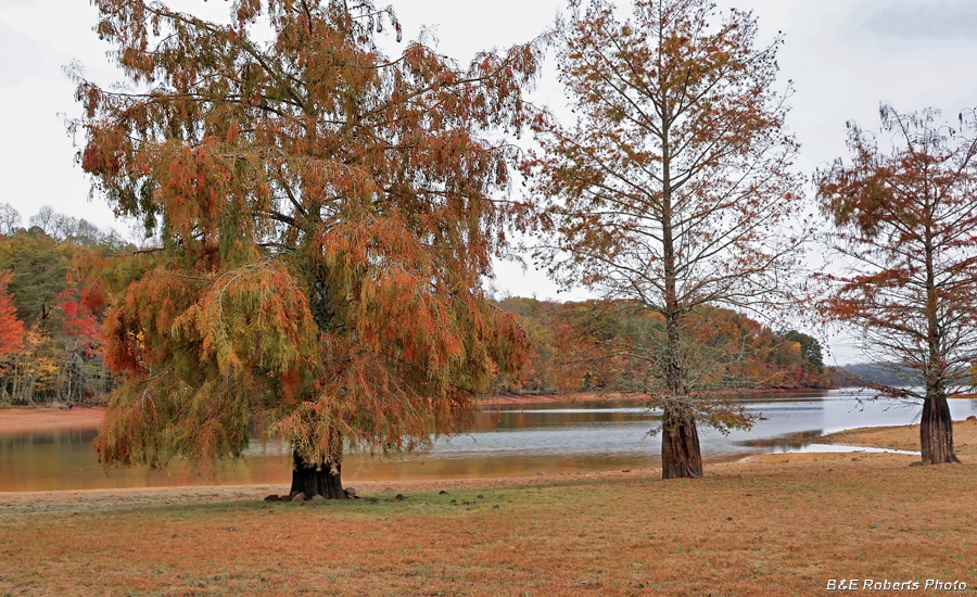 Bald_Cypress