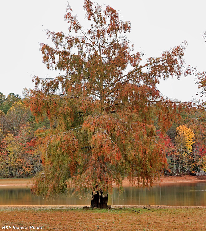 Bald_Cypress