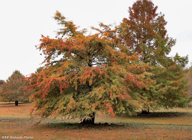 Bald_Cypress