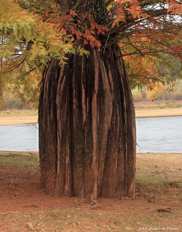 Bald_Cypress_trunk