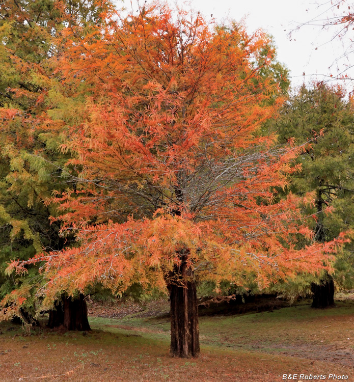 Bald_Cypress