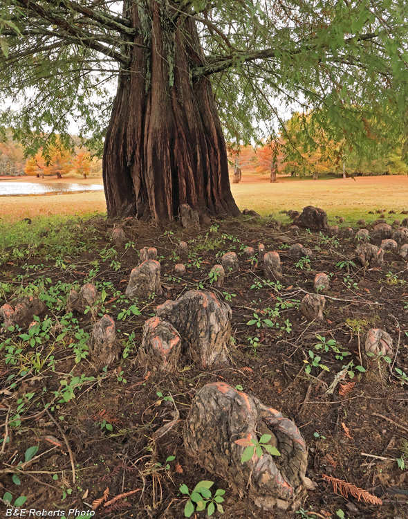 Bald_Cypress