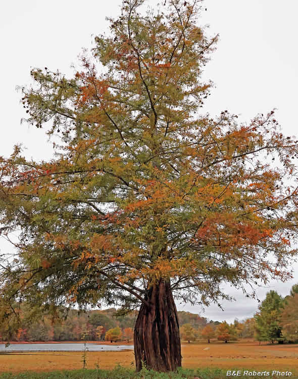 Bald_Cypress