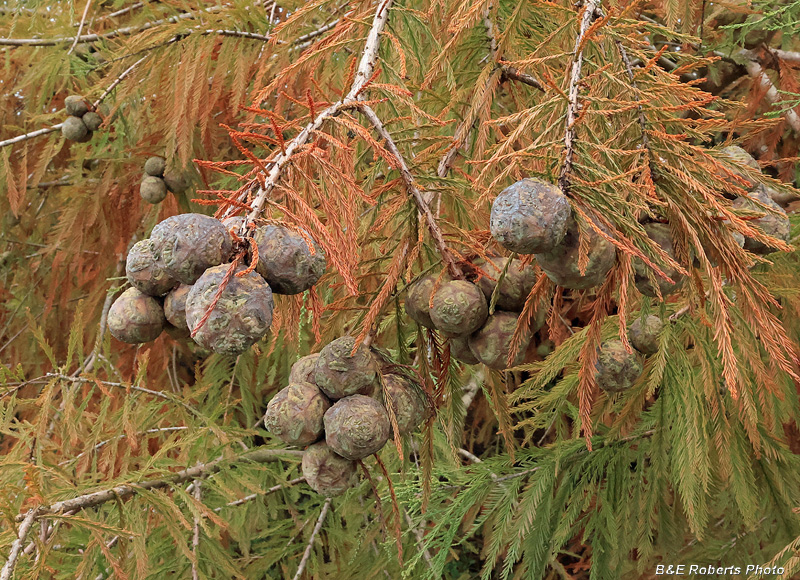Bald_Cypress_cones