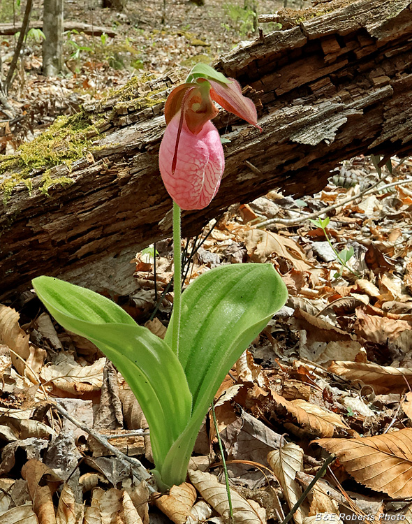 Pink_Ladys_Slipper