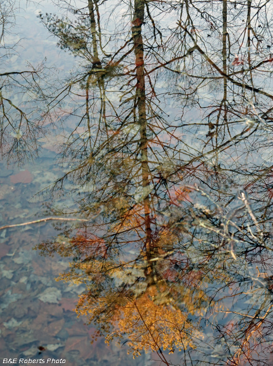 Pond_3_reflection